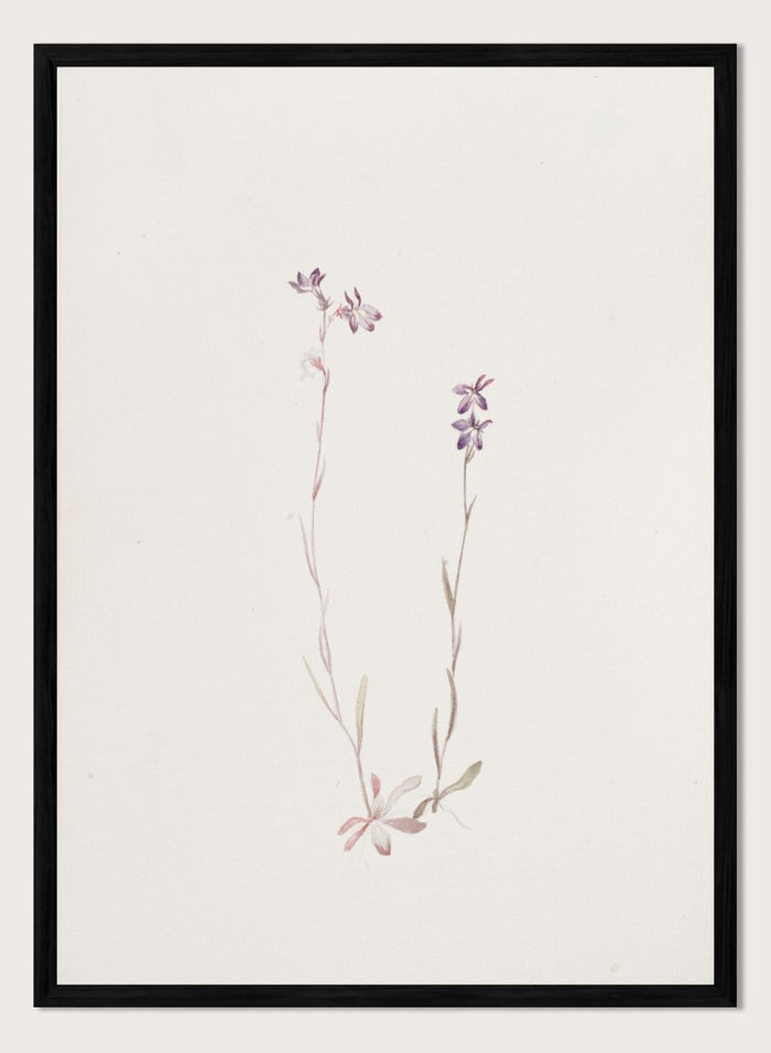 "Lobelia Kalmii" Art Print_Sugar & Canvas_Mary Vaux Walcott