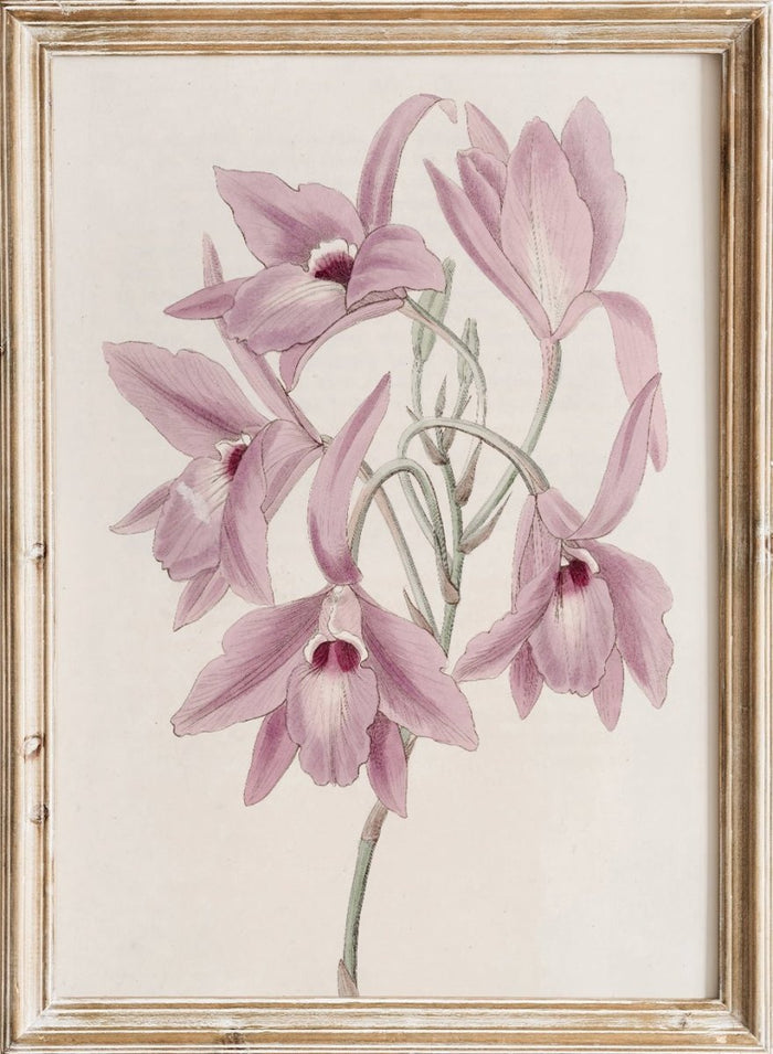 "Long-stalked Laelia" Art Print_Sugar & Canvas_Sydenham Edwards