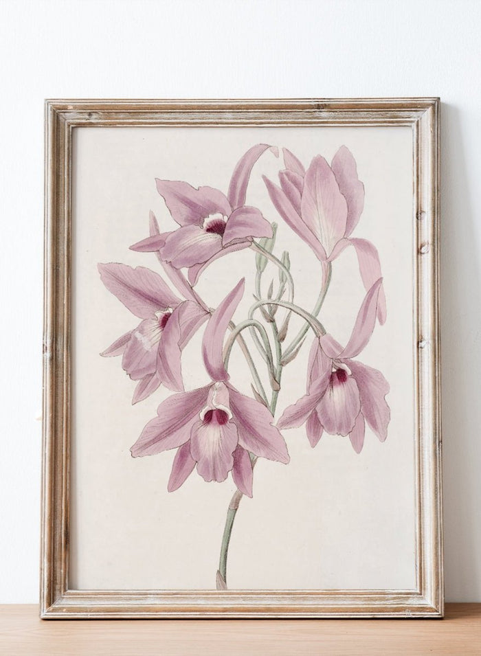 "Long-stalked Laelia" Art Print_Sugar & Canvas_Sydenham Edwards