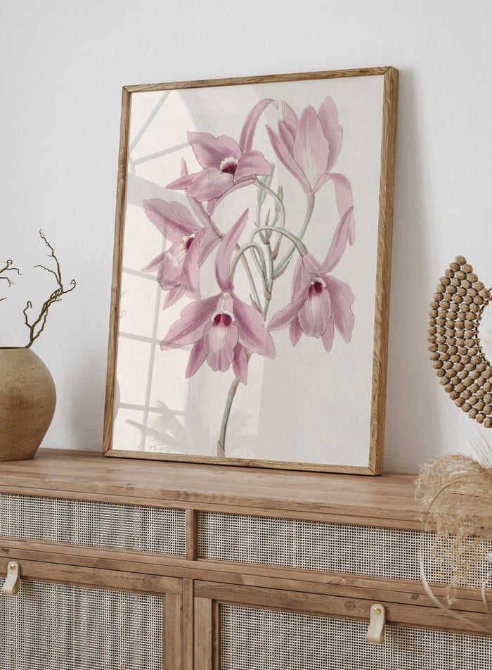 "Long-stalked Laelia" Art Print_Sugar & Canvas_Sydenham Edwards