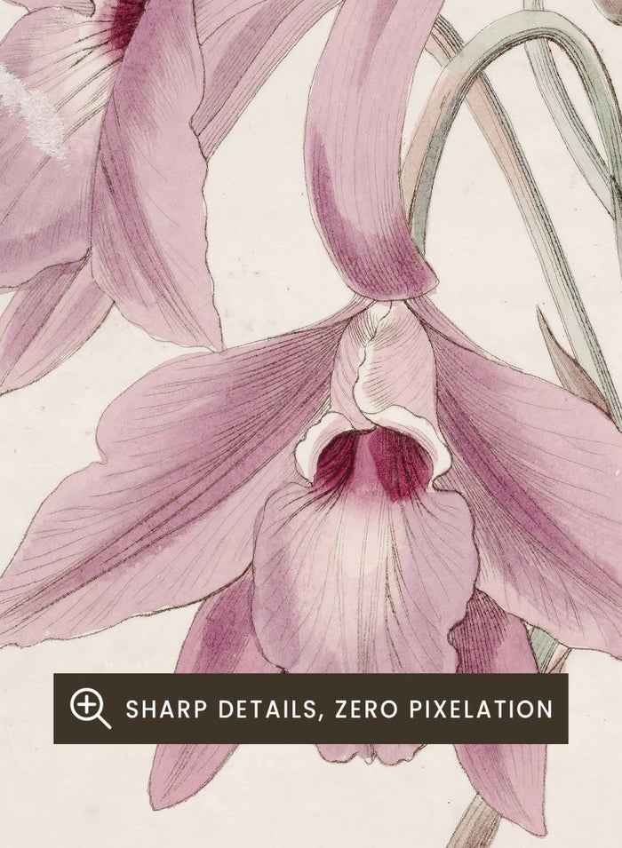 "Long-stalked Laelia" Art Print_Sugar & Canvas_Sydenham Edwards