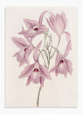 "Long-stalked Laelia" Art Print_Sugar & Canvas_Sydenham Edwards