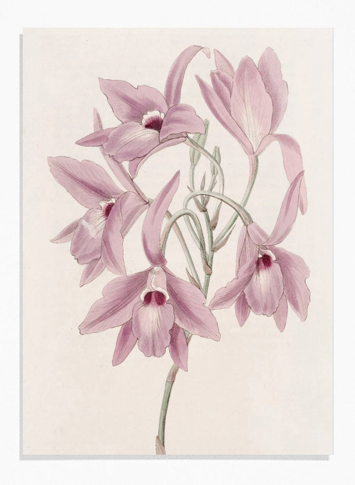 "Long-stalked Laelia" Art Print_Sugar & Canvas_Sydenham Edwards