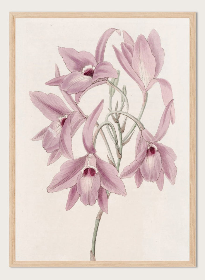 "Long-stalked Laelia" Art Print_Sugar & Canvas_Sydenham Edwards