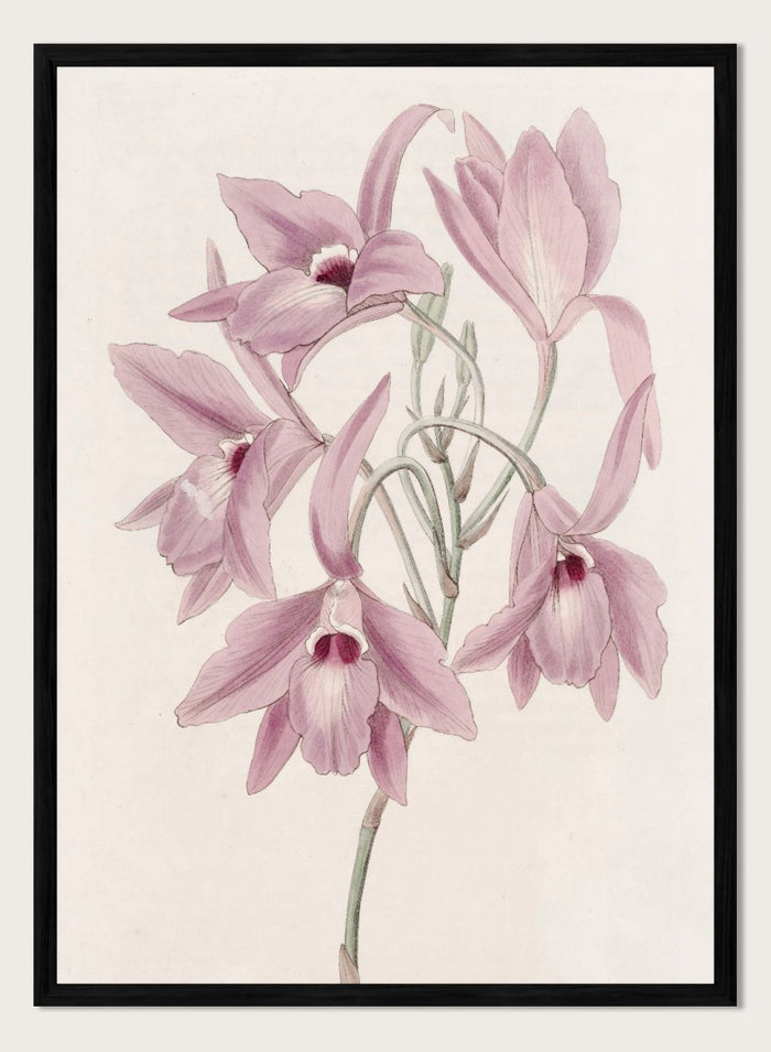 "Long-stalked Laelia" Art Print_Sugar & Canvas_Sydenham Edwards