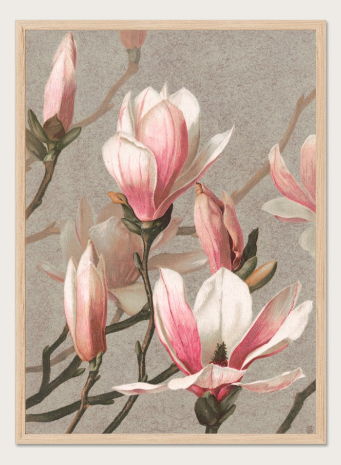 "Magnolia" Art Print_Sugar & Canvas_Louis Prang & Co