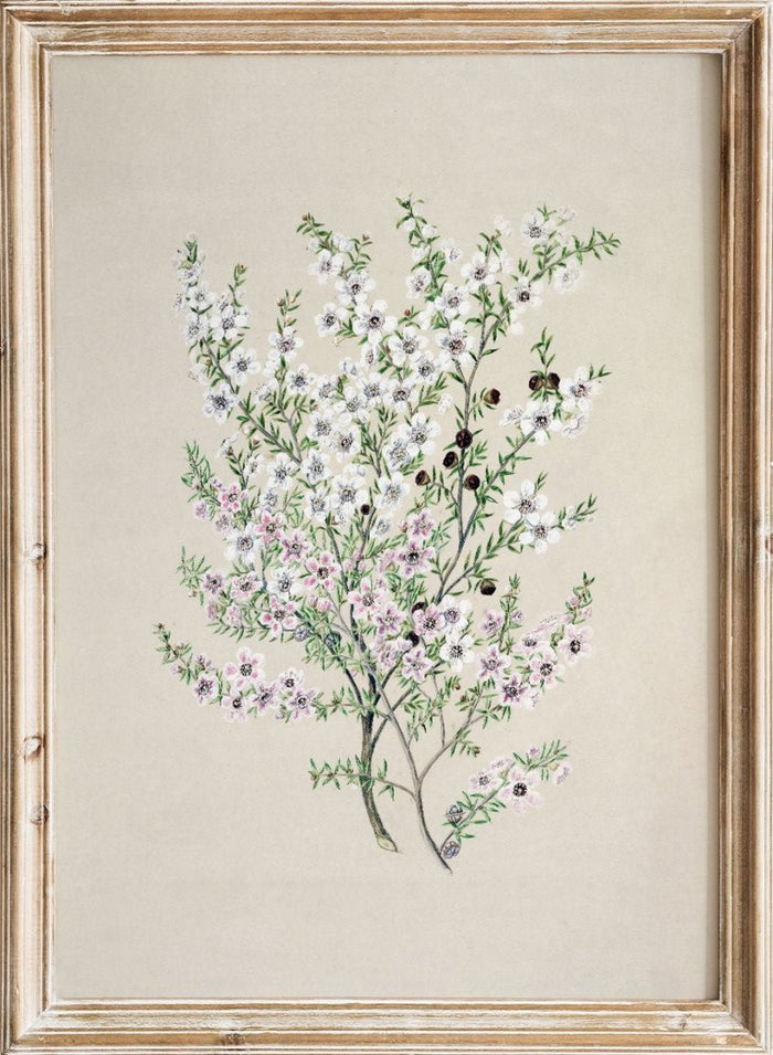 "Manuka" Art Print_Sugar & Canvas_Sarah Featon