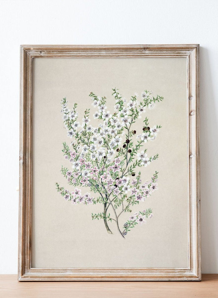 "Manuka" Art Print_Sugar & Canvas_Sarah Featon