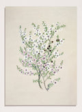 "Manuka" Art Print_Sugar & Canvas_Sarah Featon