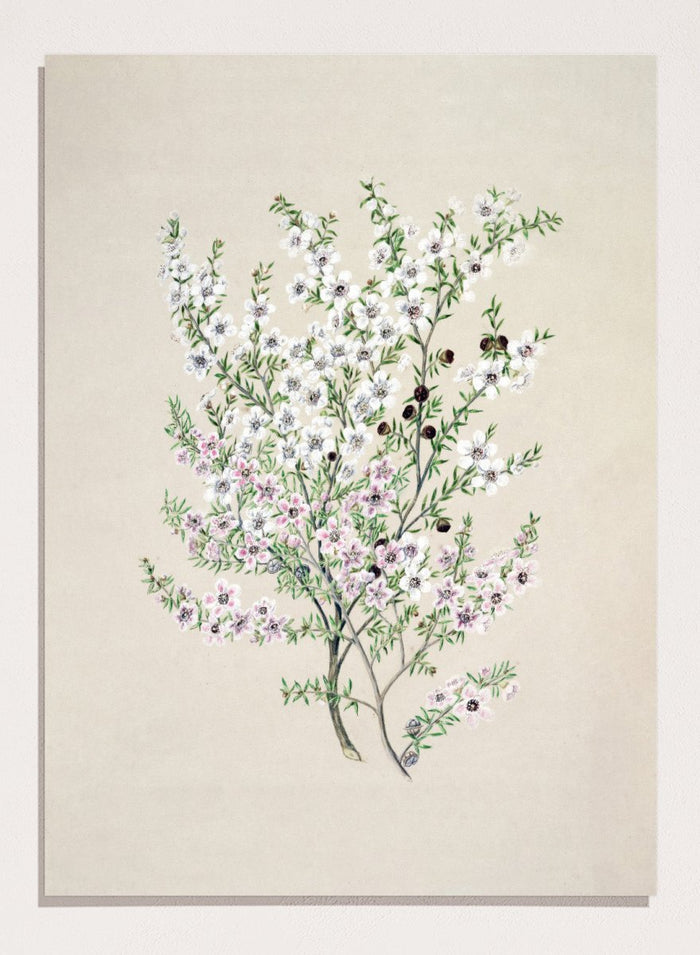 "Manuka" Art Print_Sugar & Canvas_Sarah Featon