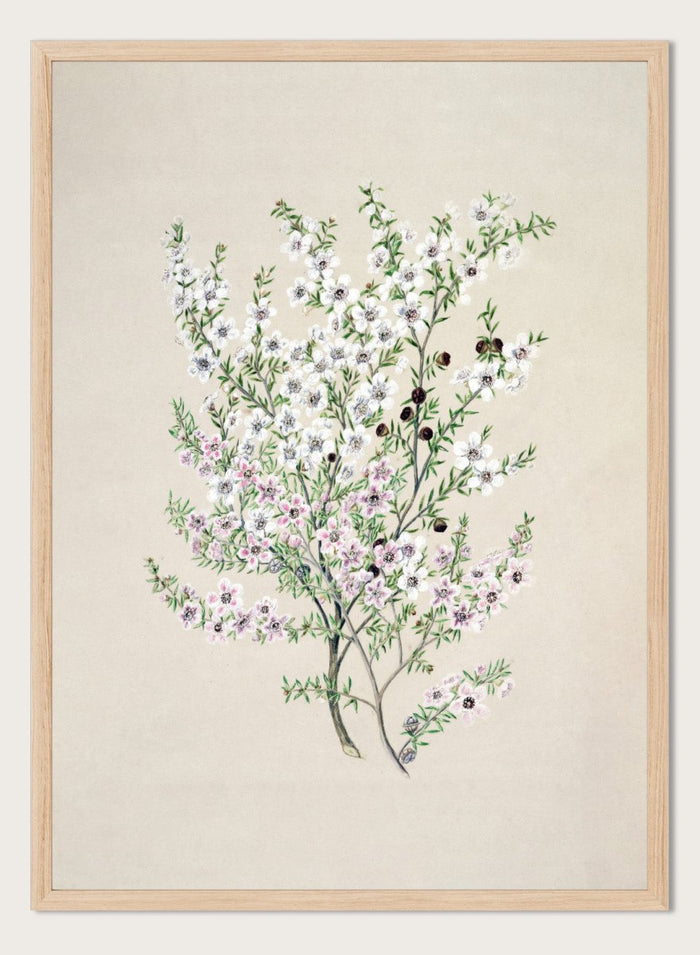 "Manuka" Art Print_Sugar & Canvas_Sarah Featon