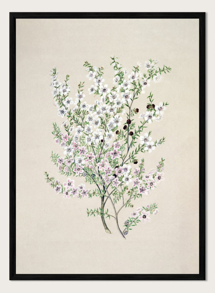 "Manuka" Art Print_Sugar & Canvas_Sarah Featon