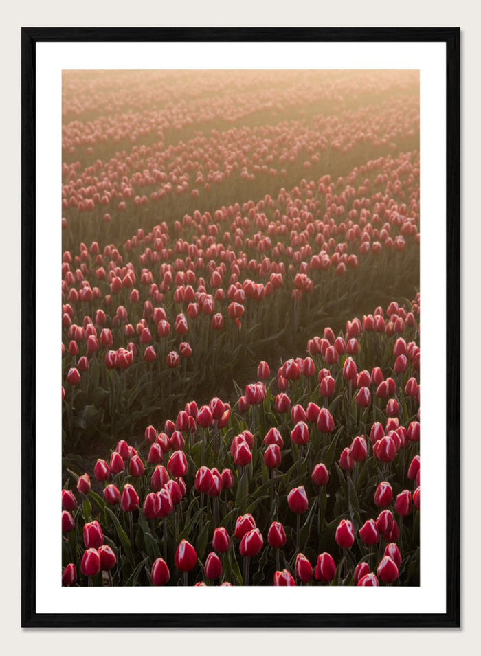 A4/8x12 inches (Framing Available) / Black Wood Frame