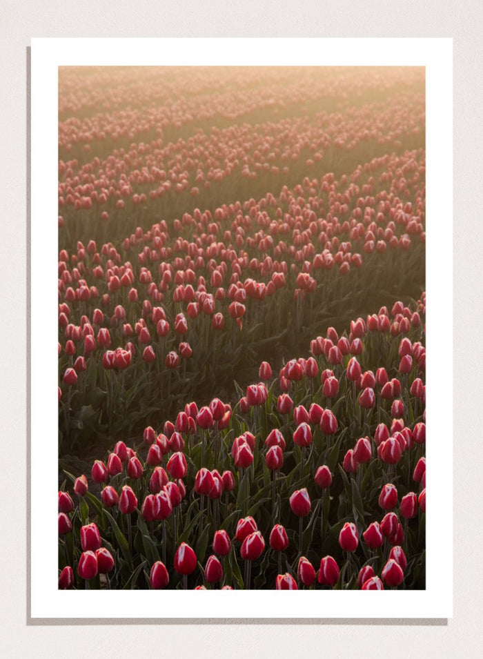 A4/8x12 inches (Framing Available) / Unframed Print Only