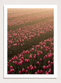 A4/8x12 inches (Framing Available) / Unframed Print Only