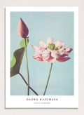 Ogawa Kazumasa Lotus Flowers Japanese Art Print OK01