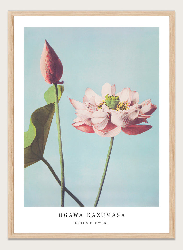 Ogawa Kazumasa Lotus Flowers Japanese Art Print OK01
