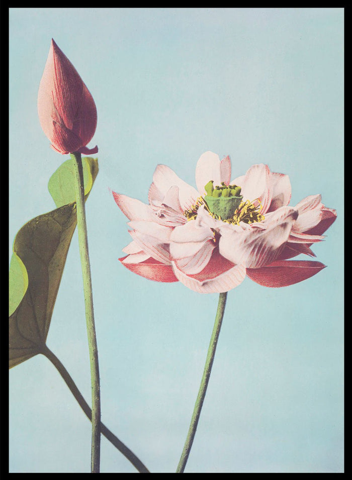 Ogawa Kazumasa Lotus Flowers Japanese Art Print OK01B_Sugar & Canvas