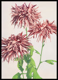 Ogawa Kazumasa Pink Chrysanthemum Flowers Japanese Art Print OK07B_Sugar & Canvas