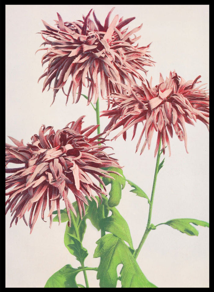 Ogawa Kazumasa Pink Chrysanthemum Flowers Japanese Art Print OK07B_Sugar & Canvas