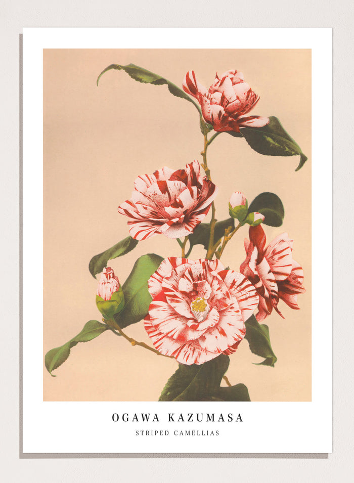 Ogawa Kazumasa Red Striped Camellias Flowers Japanese Art Print OK06