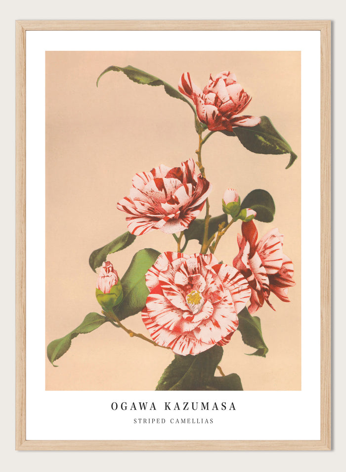 Ogawa Kazumasa Red Striped Camellias Flowers Japanese Art Print OK06