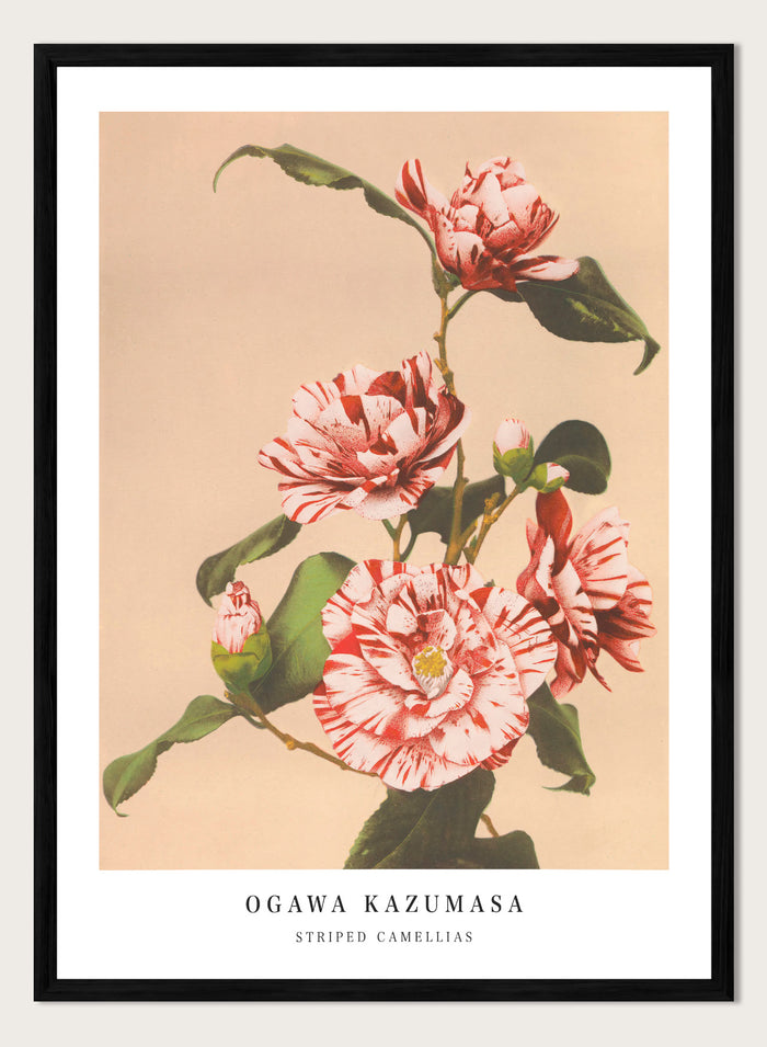 A4/8x12 inches (Framing Available) / Black Wood Frame