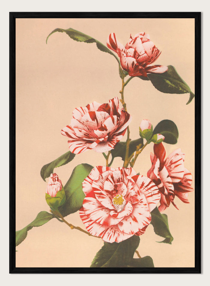 A4/8x12 inches (Framing Available) / Black Wood Frame
