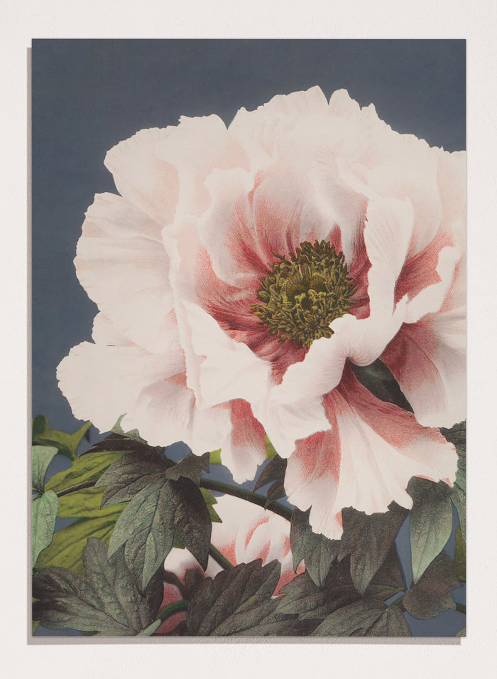 Ogawa Kazumasa Tree Peony Flowers Japanese Art Print OK02B