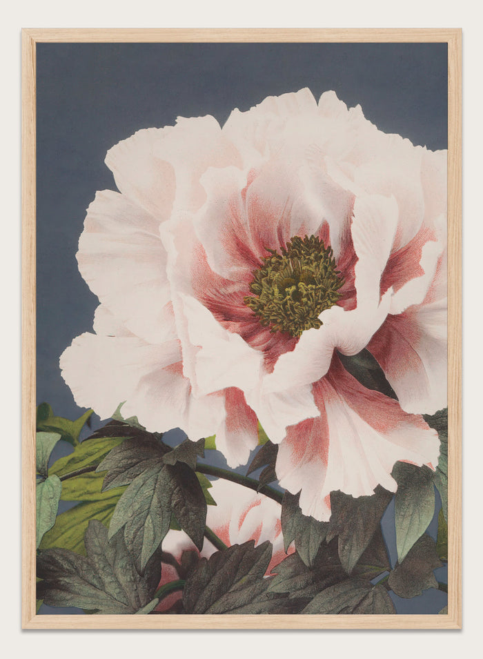 Ogawa Kazumasa Tree Peony Flowers Japanese Art Print OK02B