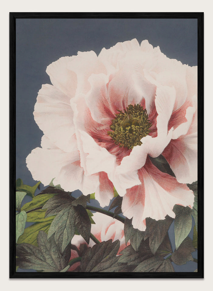 A4/8x12 inches (Framing Available) / Black Wood Frame
