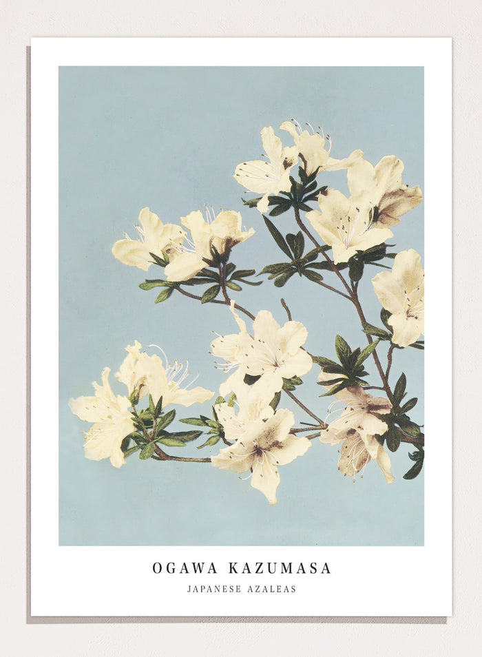 Ogawa Kazumasa White Azaleas Flowers Japanese Art Print OK04
