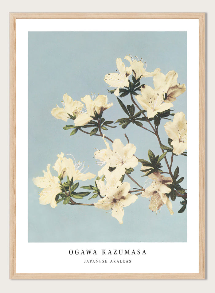 Ogawa Kazumasa White Azaleas Flowers Japanese Art Print OK04