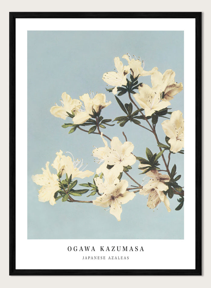 Ogawa Kazumasa White Azaleas Flowers Japanese Art Print OK04