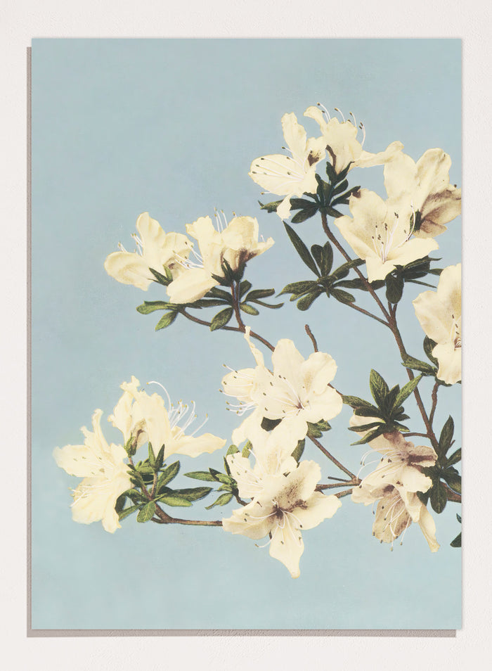 Ogawa Kazumasa White Azaleas Flowers Japanese Art Print OK04B