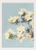 Ogawa Kazumasa White Azaleas Flowers Japanese Art Print OK04B