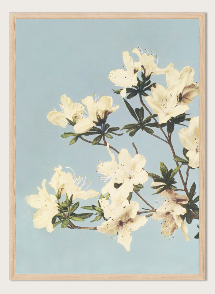 Ogawa Kazumasa White Azaleas Flowers Japanese Art Print OK04B