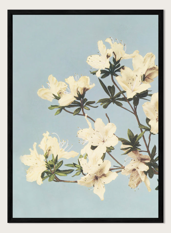 Ogawa Kazumasa White Azaleas Flowers Japanese Art Print OK04B