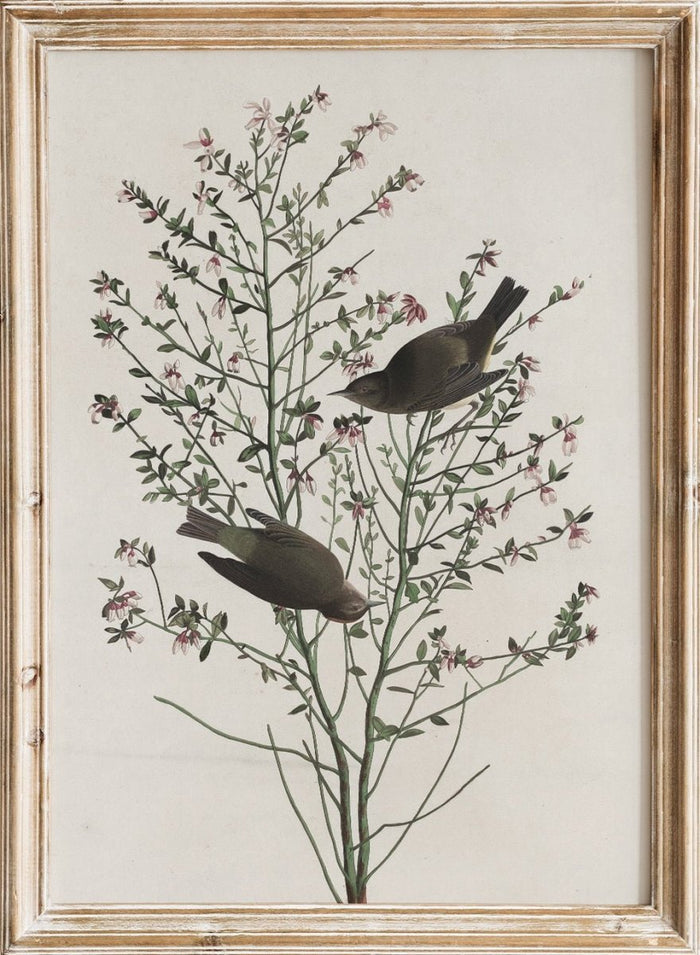 "Orange-crowned Warbler" Art Print_Sugar & Canvas_Robert Havell