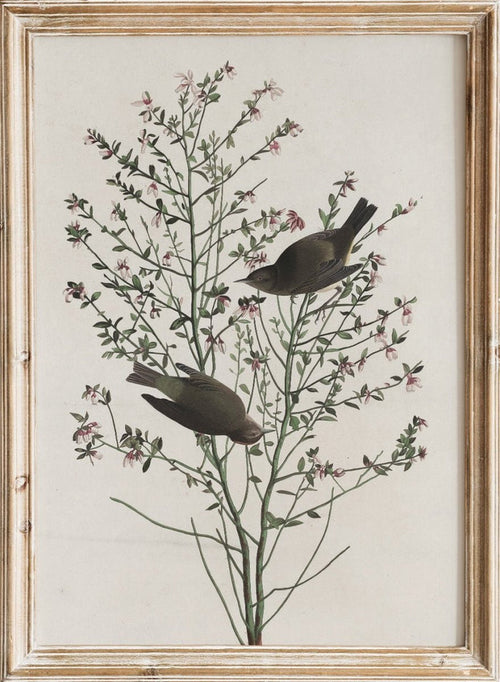 "Orange-crowned Warbler" Art Print_Sugar & Canvas_Robert Havell