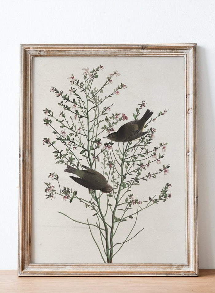 "Orange-crowned Warbler" Art Print_Sugar & Canvas_Robert Havell