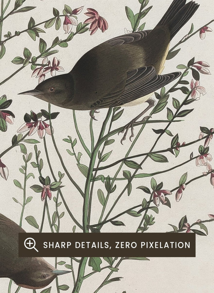 "Orange-crowned Warbler" Art Print_Sugar & Canvas_Robert Havell