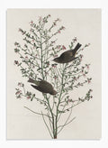 "Orange-crowned Warbler" Art Print_Sugar & Canvas_Robert Havell