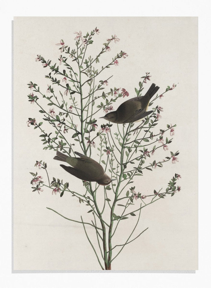 "Orange-crowned Warbler" Art Print_Sugar & Canvas_Robert Havell