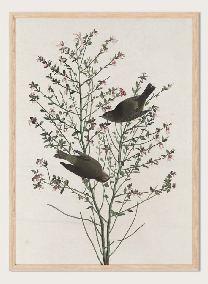 "Orange-crowned Warbler" Art Print_Sugar & Canvas_Robert Havell