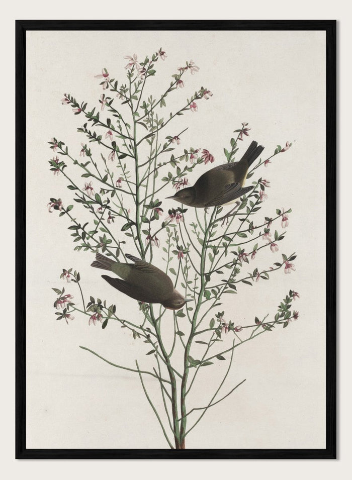 "Orange-crowned Warbler" Art Print_Sugar & Canvas_Robert Havell