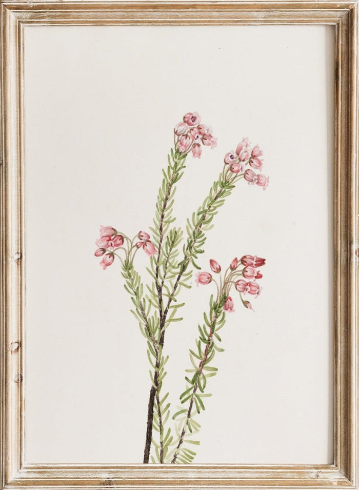 "Pink Mountain Heather" Art Print_Sugar & Canvas_Mary Vaux Walcott