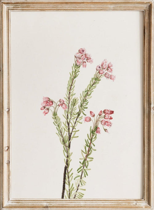 "Pink Mountain Heather" Art Print_Sugar & Canvas_Mary Vaux Walcott