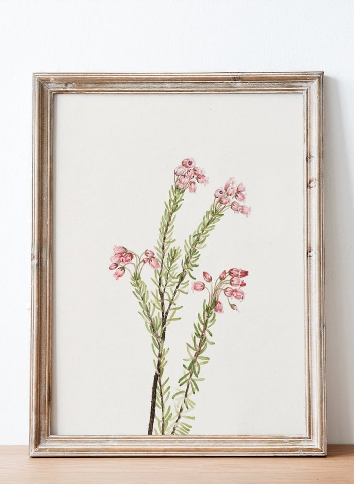 "Pink Mountain Heather" Art Print_Sugar & Canvas_Mary Vaux Walcott