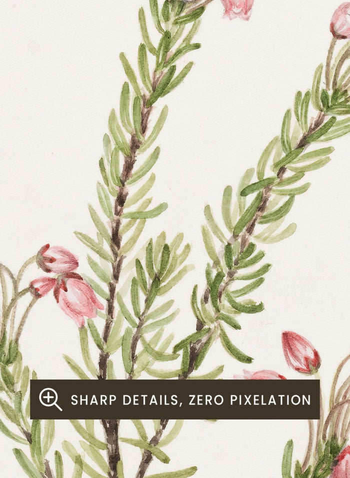 "Pink Mountain Heather" Art Print_Sugar & Canvas_Mary Vaux Walcott